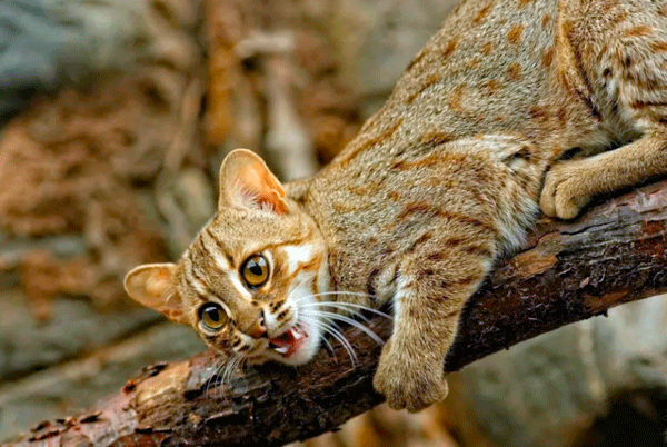 Картинки ржавой кошки