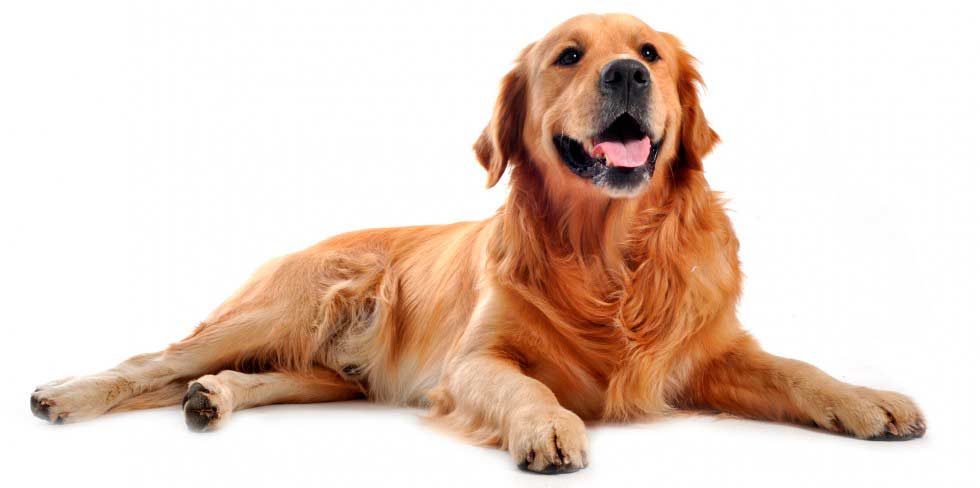 Собаки способны лечить биполярное расстройство личности