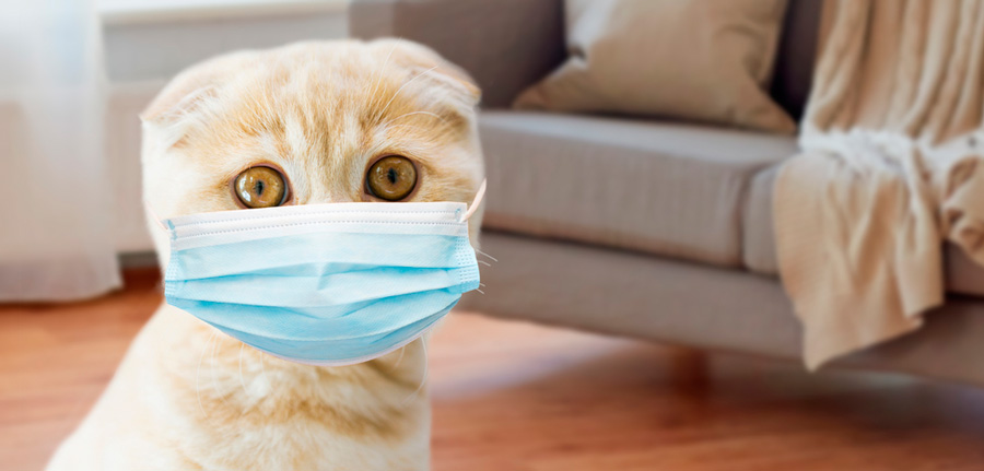 Кошки могут заразиться коронавирусной инфекцией от людей
