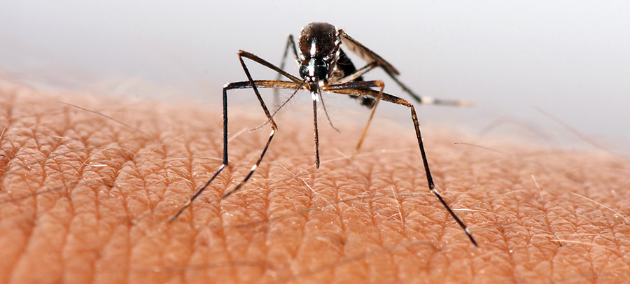 Активность малярийного паразита зависит от его биологических часов