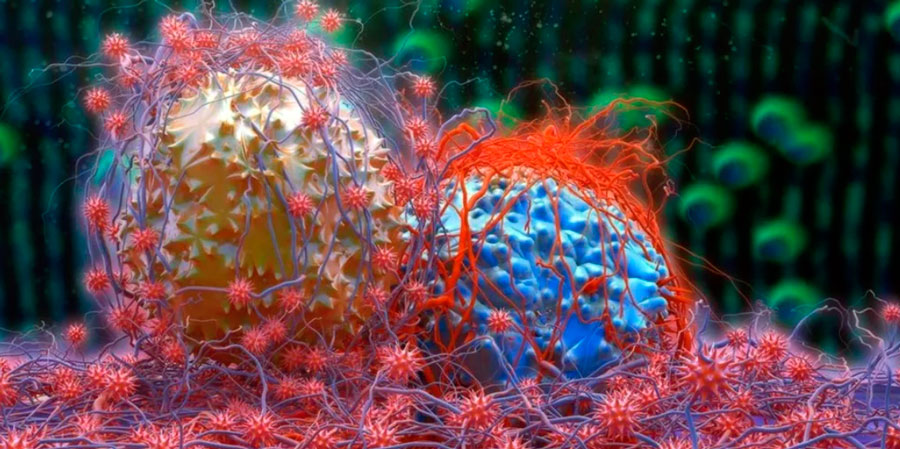 Ученые изучают белок, который образуется при делении раковых клеток