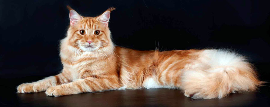 Что нужно знать о кошках породы мейн-кун?