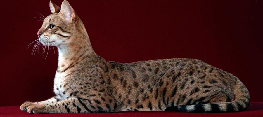 ТОП-15 самых редких пород кошек: фото, описание, характер