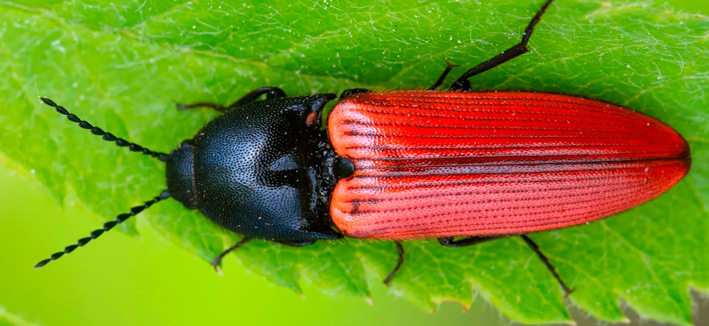 Специалисты-биологи из МГУ исследовали, как у жуков устроено симметричное складывание крыльев