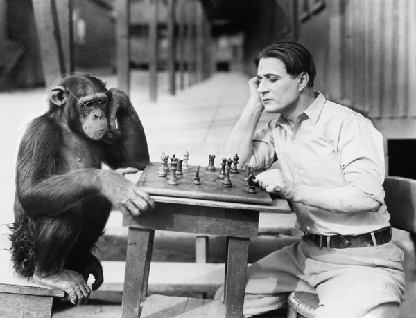 Почему современные обезьяны не эволюционируют в людей?