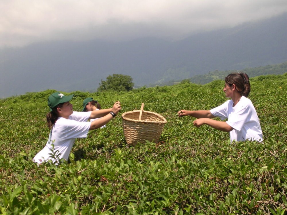 Трудовая этика в Абхазии: между традиционной ответственностью и современными амбициями